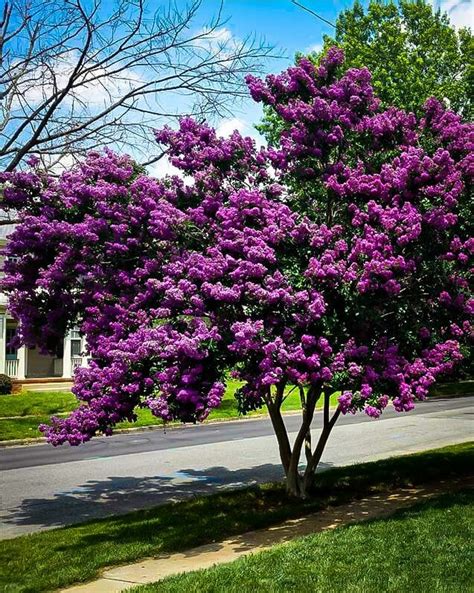 Purple magi crape myrtle tree